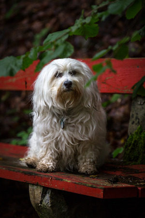A white easily dirty Havanese sitting in the woods on a dark red bench and looks bored in the camera...