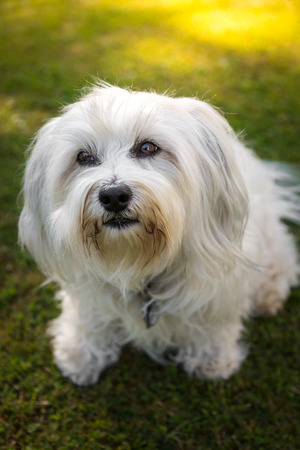 A Little White Havanese looking from bottom to top with its fantastic beautiful eyes, who can resist such a puppy dog ââeyes の写真素材
