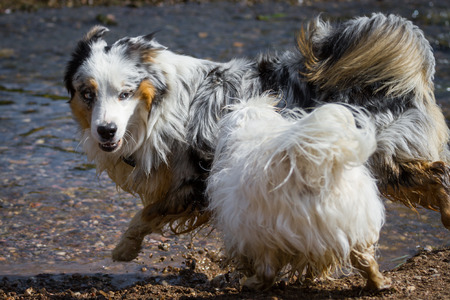 A small white Havanese tried an Australian Shepherd to hunt through the waterの写真素材