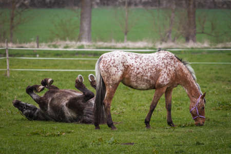 Two horses on pastureの写真素材