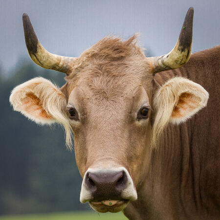 pretty brown cow looking directly into the camera の写真素材