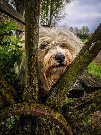 A white Havanese looking through the spokes of an old wagon wheel の写真素材