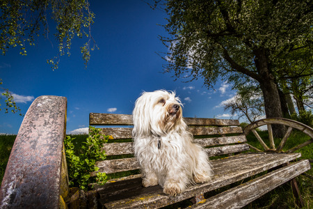 A small white havanese sitting on a bench with old wagon wheels as armrests and looking at the landscape の写真素材