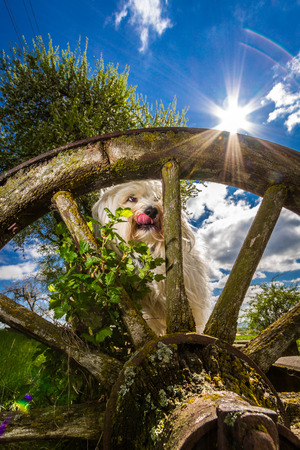 A small white havanese sitting on a bench in front of an old wagon wheel の写真素材