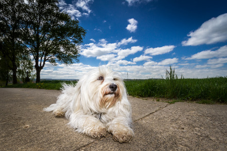 A white Havanese makes room on the road and enjoying the sunshine の写真素材