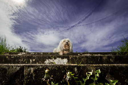 Small white Havanese sits pretty deserted and alone on a staircaseの写真素材