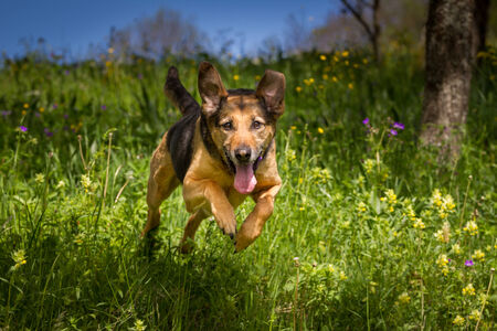Brown, Black mixed breed dog flying over a flower meadowの写真素材