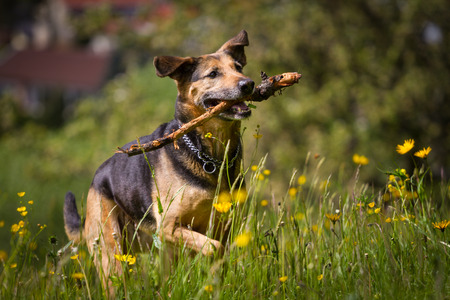 Mixed breed dog when retrieving a stick flowersの写真素材