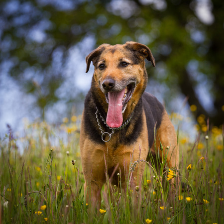 Brown Black dog pantingの写真素材
