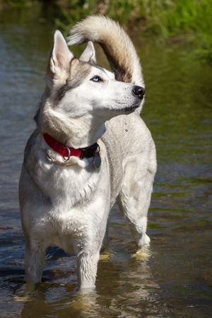 Husky with blue eyes waiting for the water to an actionの写真素材
