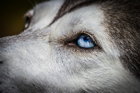 Close up view of the deep blue eyes of a Husky の写真素材