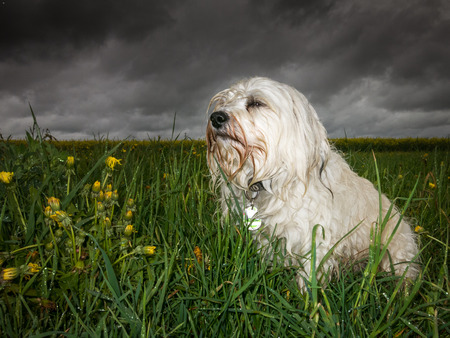 In bad weather sits a wet and listless white Havanese in the grassの写真素材