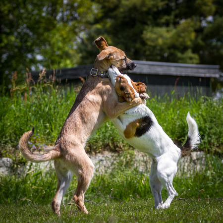 Two young dogs playing standing on its hind legs while the impression is created that the two dogs hug の写真素材
