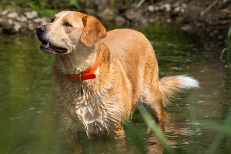 A Labrador dog with a little overweight standing in water and cooled down の写真素材