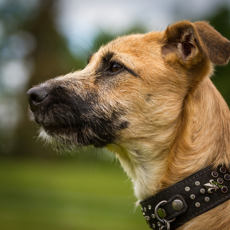 Dog Portrait of a beautiful yet very young mixed breed dog with a noble collar の写真素材