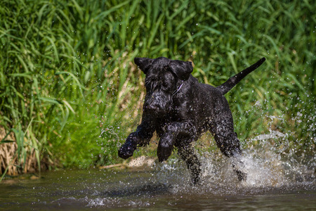 Black Giant Schnauzer playing with stones in water の写真素材