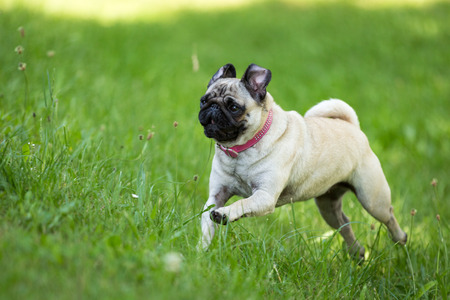 A brown pug running through a green meadow の写真素材