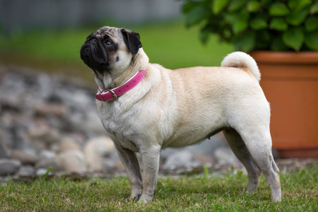 A pug is in typical pug attitude in a meadow の写真素材