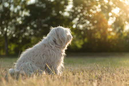 Small white dog sitting in a meadow and looking to the sun の写真素材