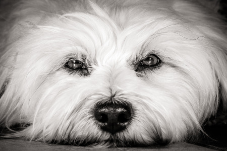 A white Little Havanese in a close-up in black   whiteの写真素材