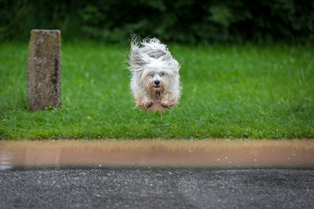 Little White Havanese jumps over a puddle in the rain の写真素材