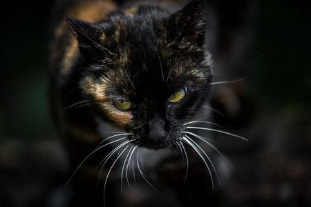 A multicolored calico cat comes up to the photographer の写真素材