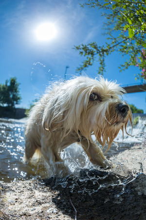 Small white dog jumps out of the water, Wide Shot with sky and sun in the picture の写真素材
