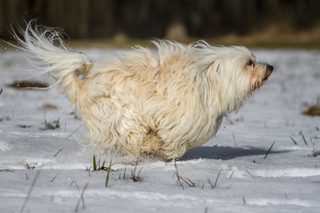 A Little White Havanese running in the snow across the pictureの写真素材