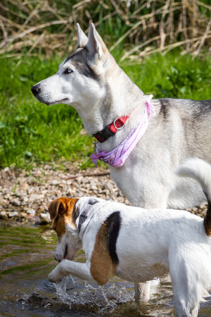 A Husky with neckerchief and a terrier together in waterの写真素材