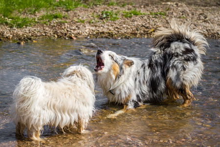 A Havanese and a Australian Shepherd barking at the water の写真素材