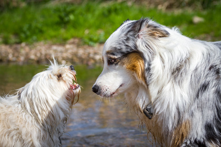 An Australian Shepherd can be intimidated by a little white dog の写真素材