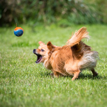 Small brown dog chasing a tennis ball の写真素材