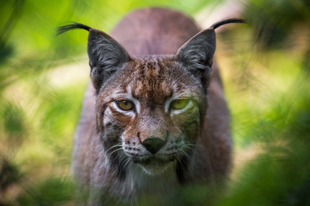 A lynx looking directly at the photographer and looking at the camera の写真素材