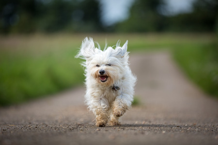 Small white Havanese runs quickly toward the photographer and can look directly into the camera の写真素材