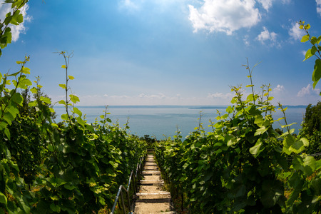 View of a vineyard on the of the sun illuminated lake constance の写真素材
