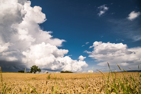 A thunderstorm moves slowly on the horizon  In the foreground, a golden cornfield の写真素材