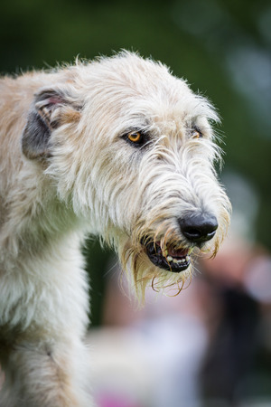 A very Light Brown Irish Wolfhound, one of the largest dog breeds in the world の写真素材