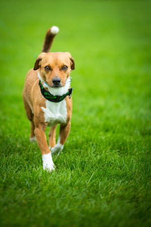 Little bit scared looking dog running through a meadow の写真素材