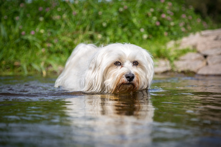 Little White Dog goes to directly to the photographer through the water 