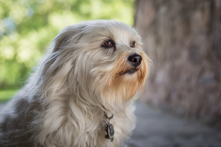 A small white Havanese looks slightly out of the picture 