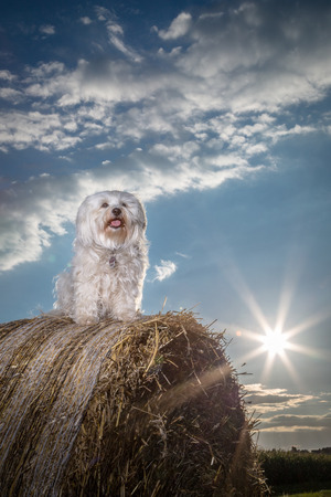 A small white dog sitting on a bale of straw and next to him is to see the sun の写真素材