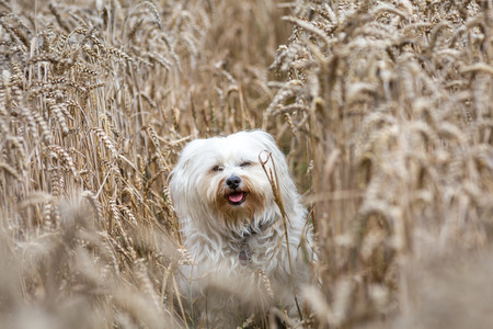 Small white dog sitting in a cornfield の写真素材