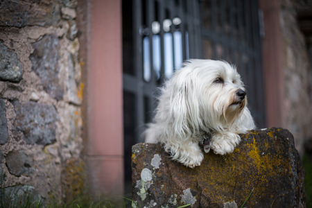 A white small dog lays on a stone and looking out of the picture 