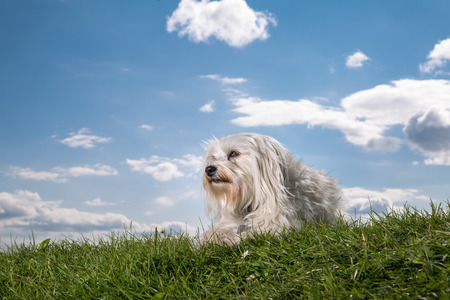 Small white Havanese is located in a meadow in the sunshine の写真素材