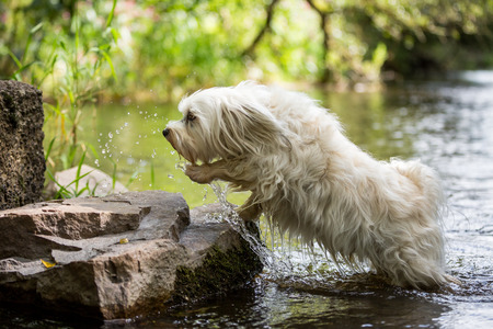 White dog jumps out of the water on rocks on the shore 