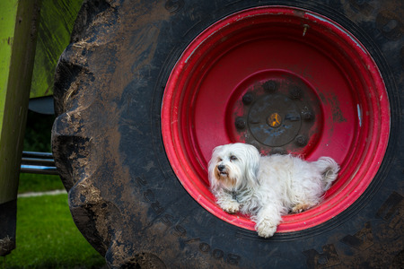 A small white dog lies in the red rim of a large agricultural machineの写真素材