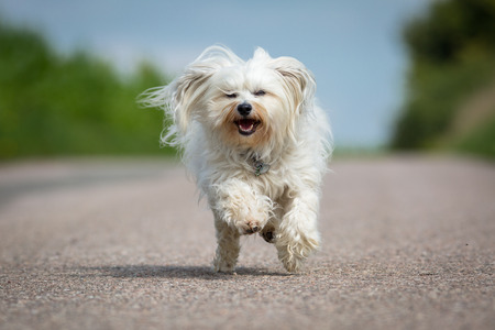 A small white dog running straight at the camera.の写真素材