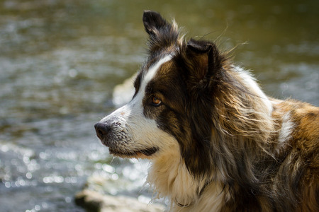 A mixed breed dog standing in water and looking sideways out of the picture.の写真素材