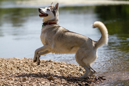 A bright Husky jumps along the banks of a river.の写真素材