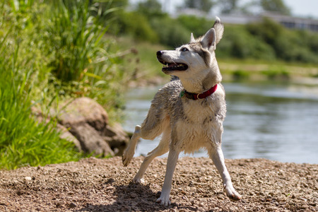Beautiful husky lady playing in the shore area of ??a river.の写真素材